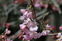 春の訪れ　Ⅳ　神代桜