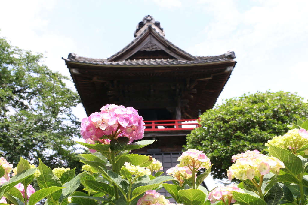 能護寺　（あじさい寺）　Ⅱ