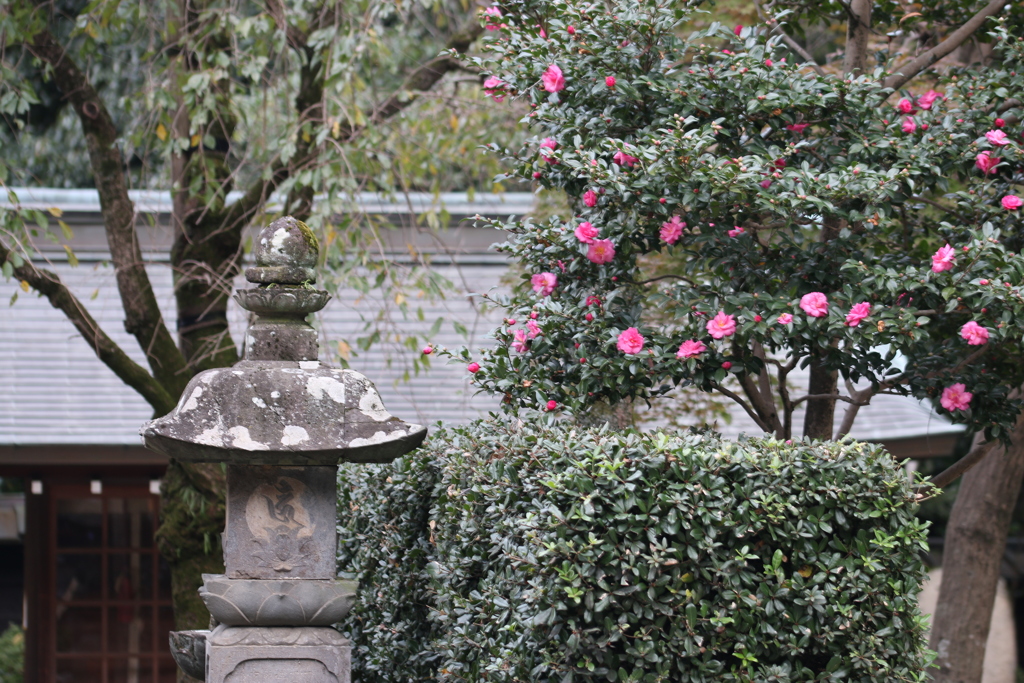 近にこんな花が・・・　Ⅰ