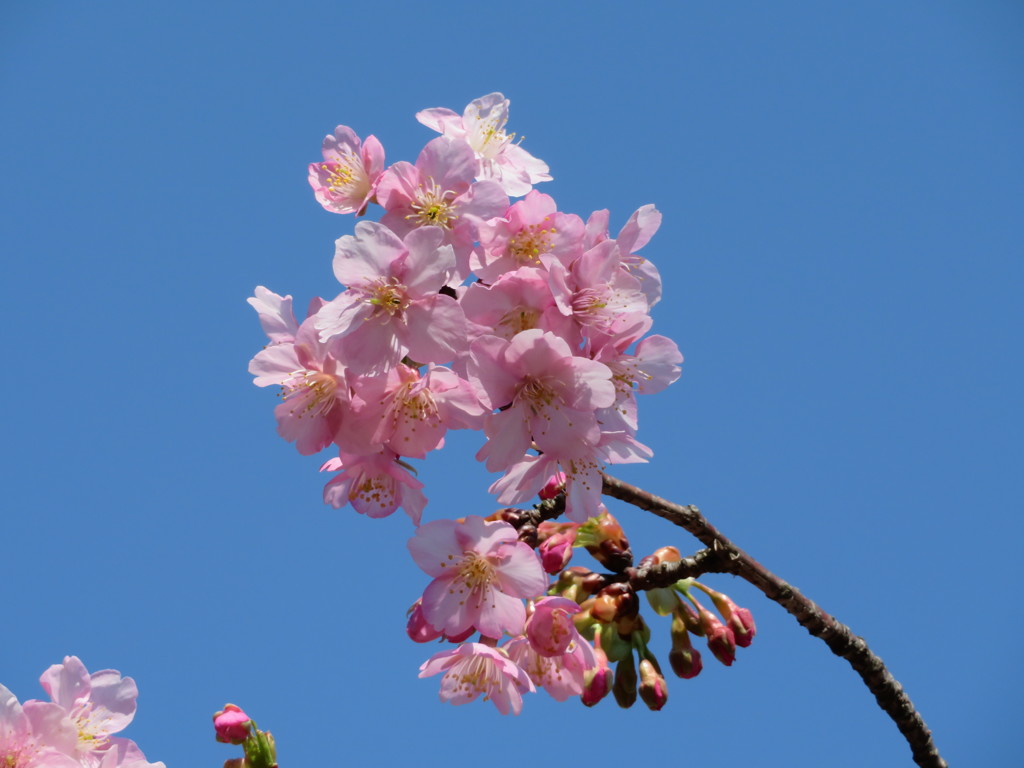 河津桜