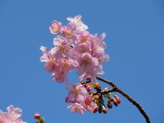 河津桜