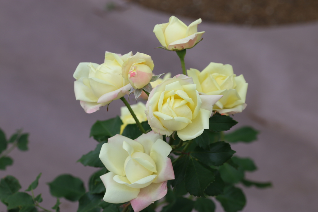 名前のない薔薇Ⅰ