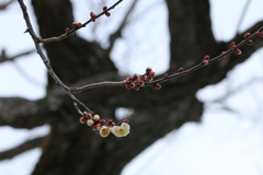 冬来たりなば春遠からじ