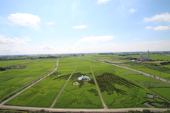 田んぼアート
