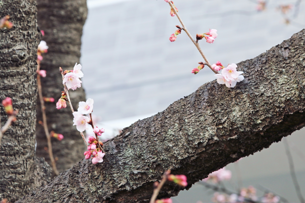 春のプレゼント　01