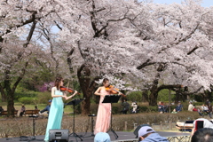 さくら祭
