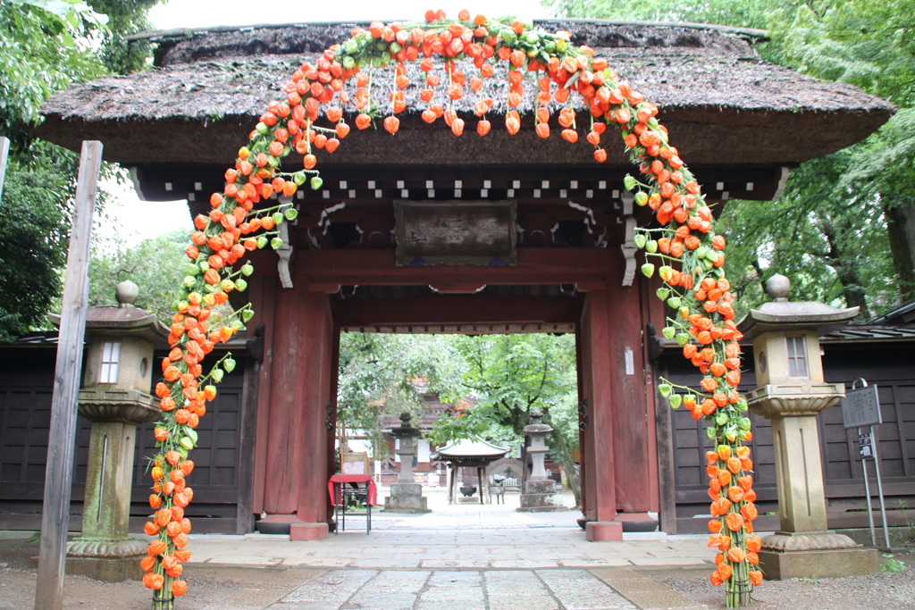 鬼灯祭り