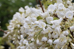 藤の花　Ⅱ