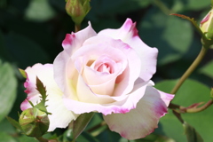 薔薇　Ⅲ