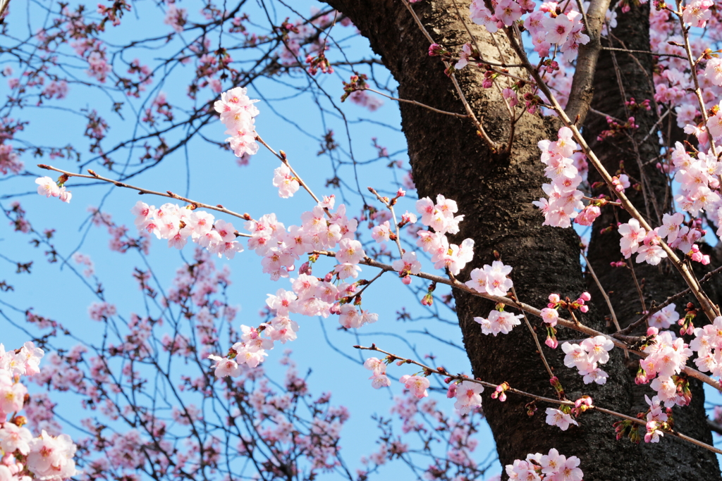 春のプレゼント　03