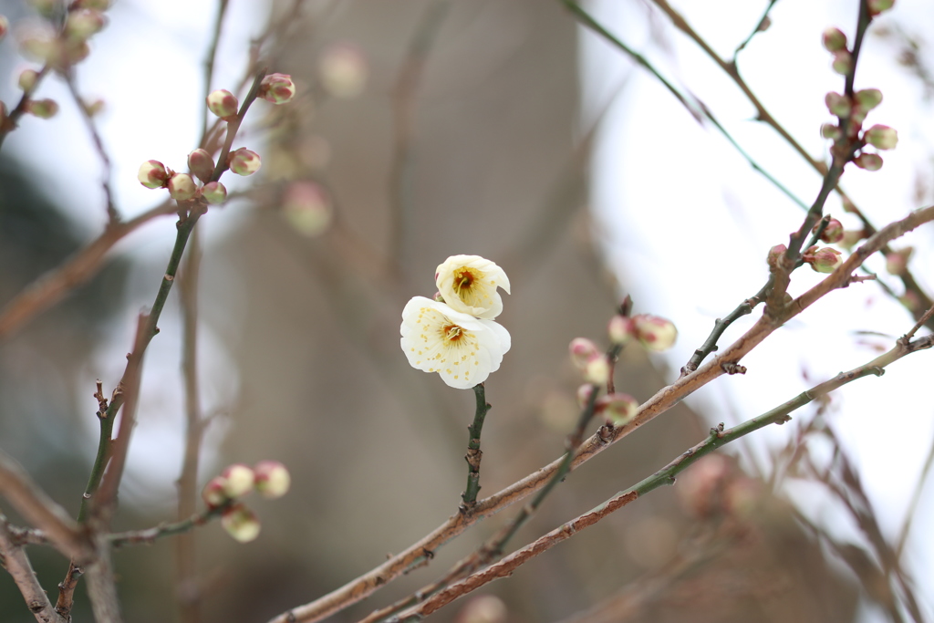 春がそこまで・・・　1