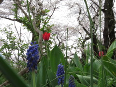 足元の春　Ⅴ