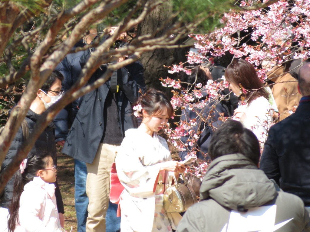 着物姿と寒桜