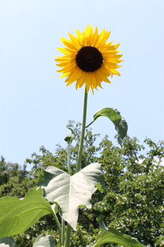 夏真っ盛り