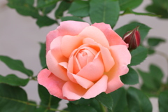 名前のない薔薇Ⅲ