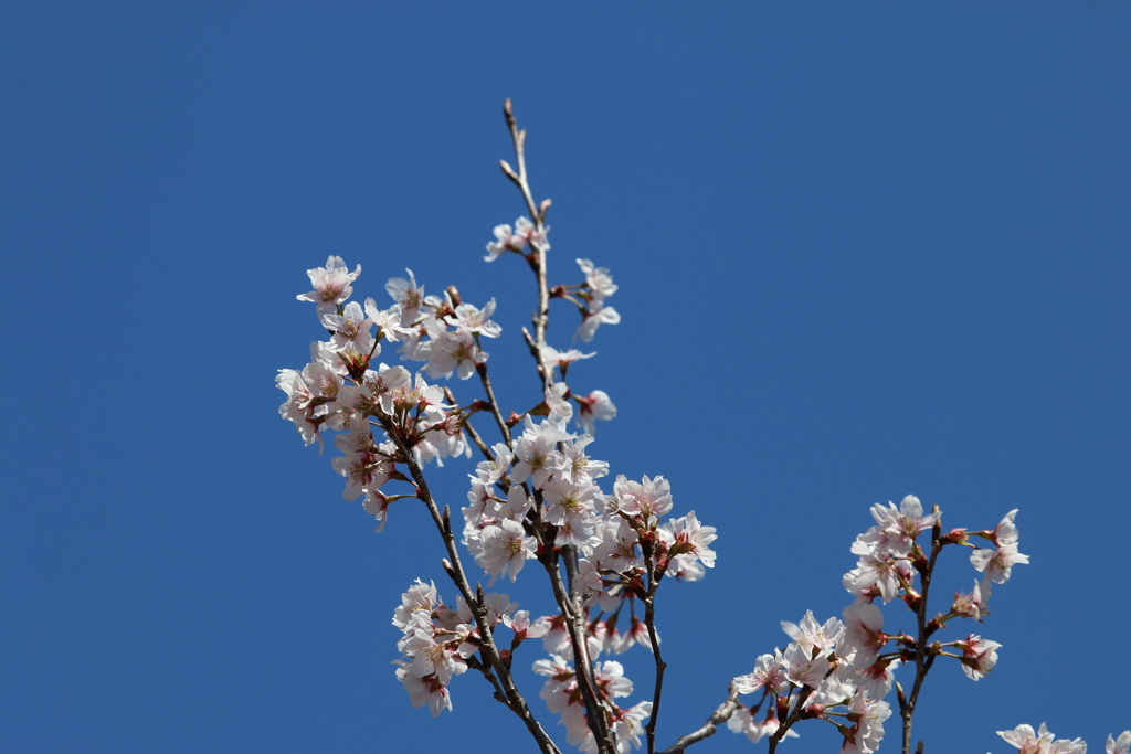 春の訪れ　Ⅲ　東海桜