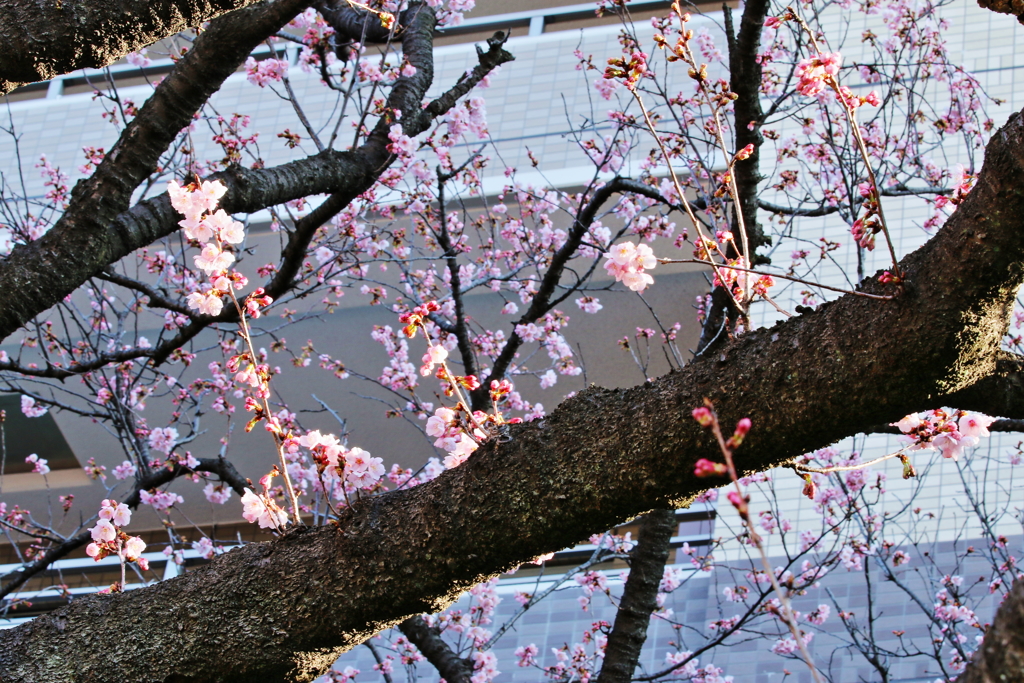 春のプレゼント　02