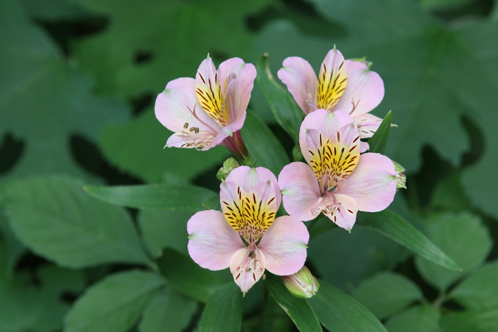 アルストロメリア