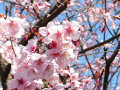 寒桜　Ⅰ