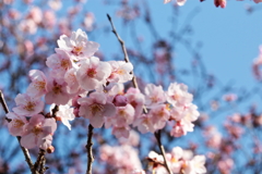 春のプレゼント　06