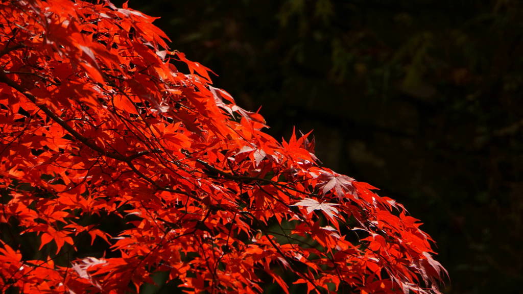 丹生都比売神社　紅葉2017