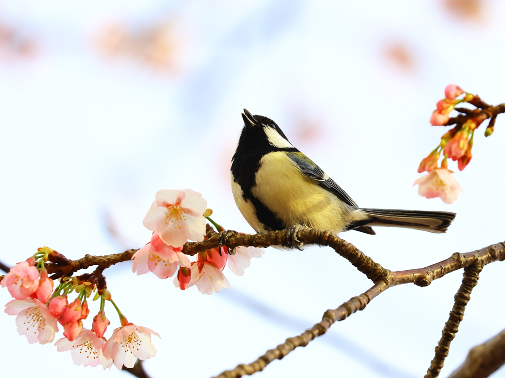 春の唄歌