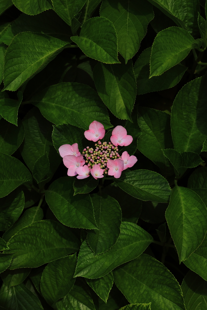 紫陽花2