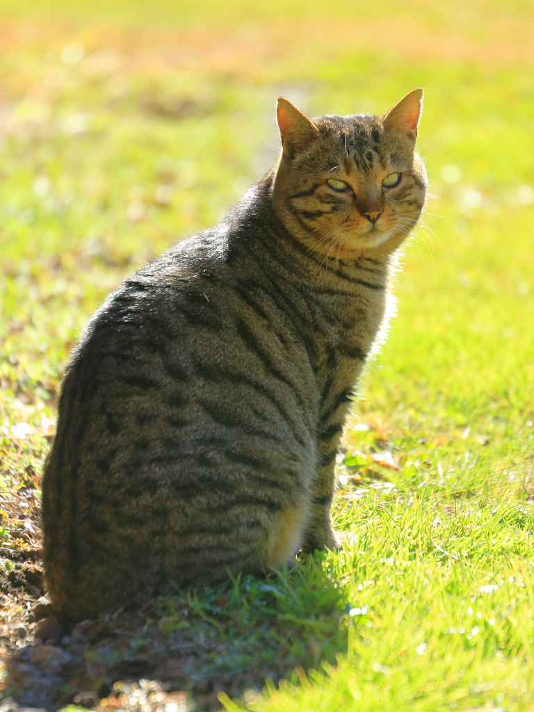 陽だまり猫(何か?)