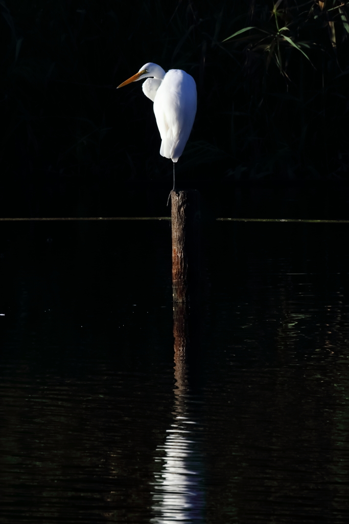 朝ご飯はどこだ？