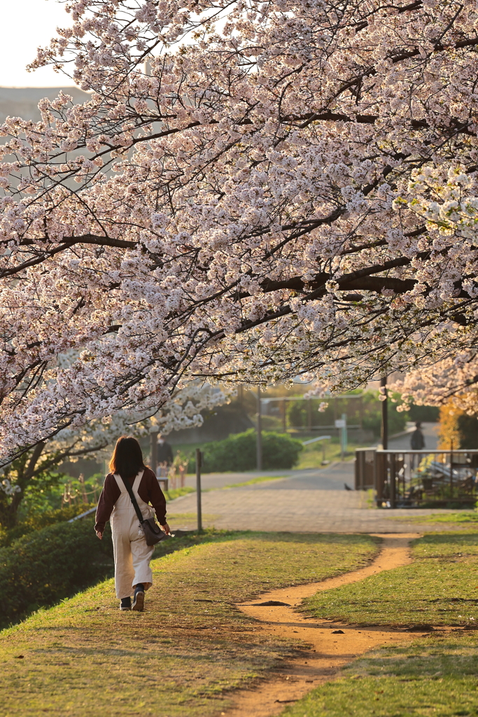 桜並木１