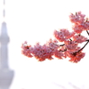 sakura2