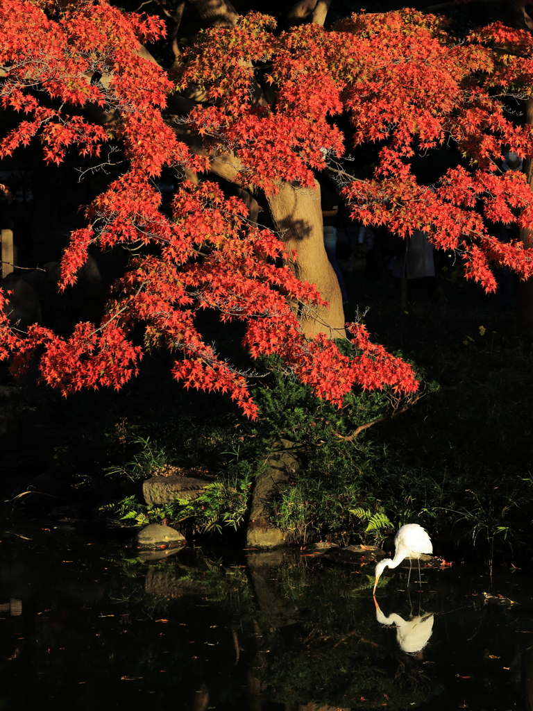 日比谷公園の紅葉２