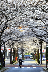 満開の朝