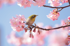 河津桜とメジロさん3