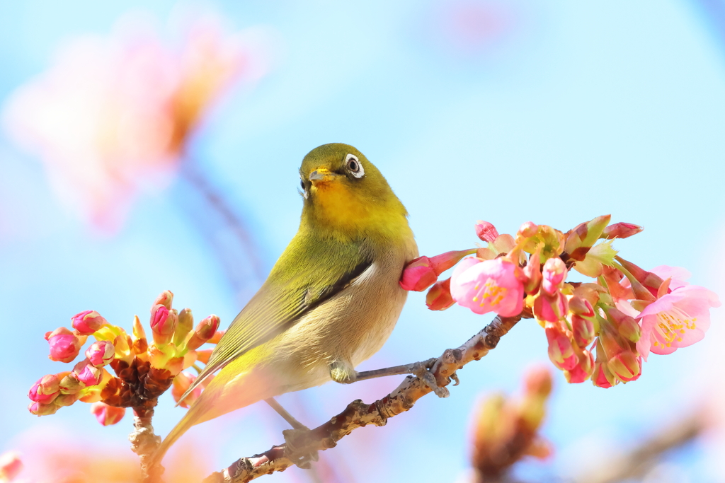 春ですね～