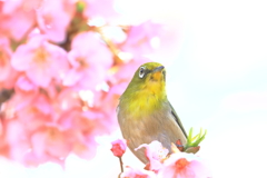 河津桜とメジロさん2025