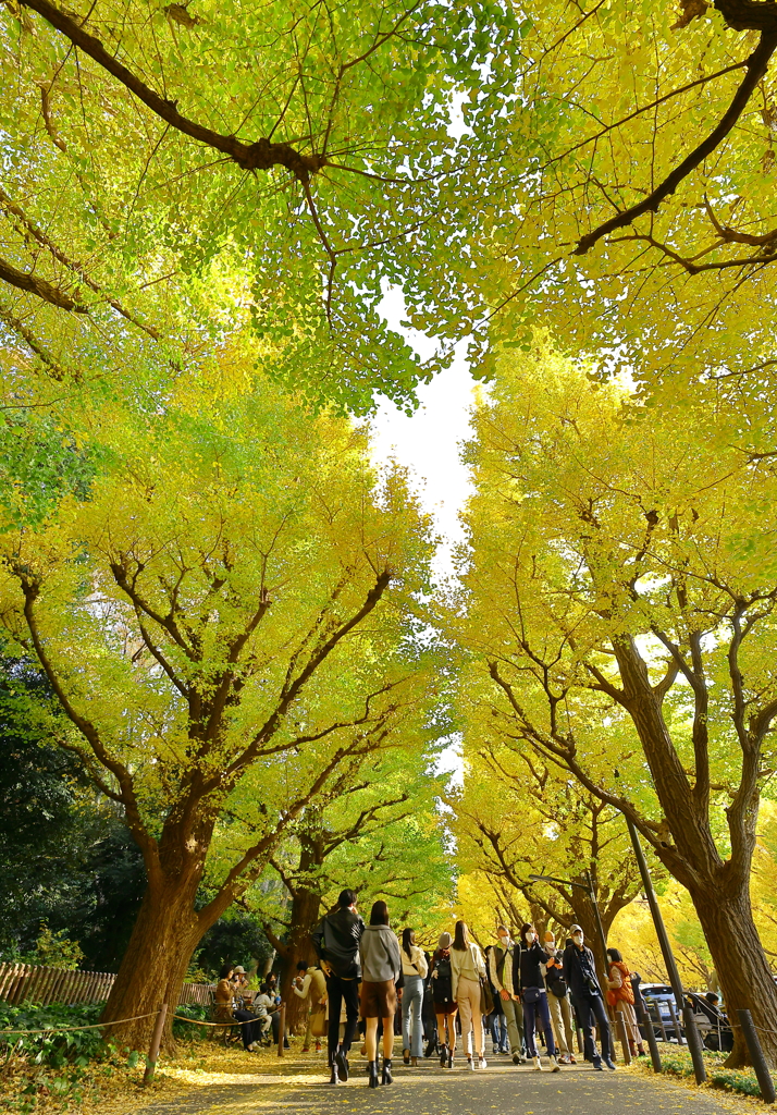 小春日和の外苑並木（密）