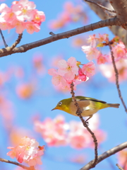 河津桜とメジロさん1