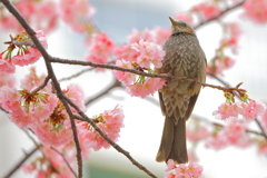 春が来た２