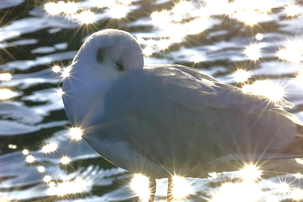 川のカモメ５（夢の中）