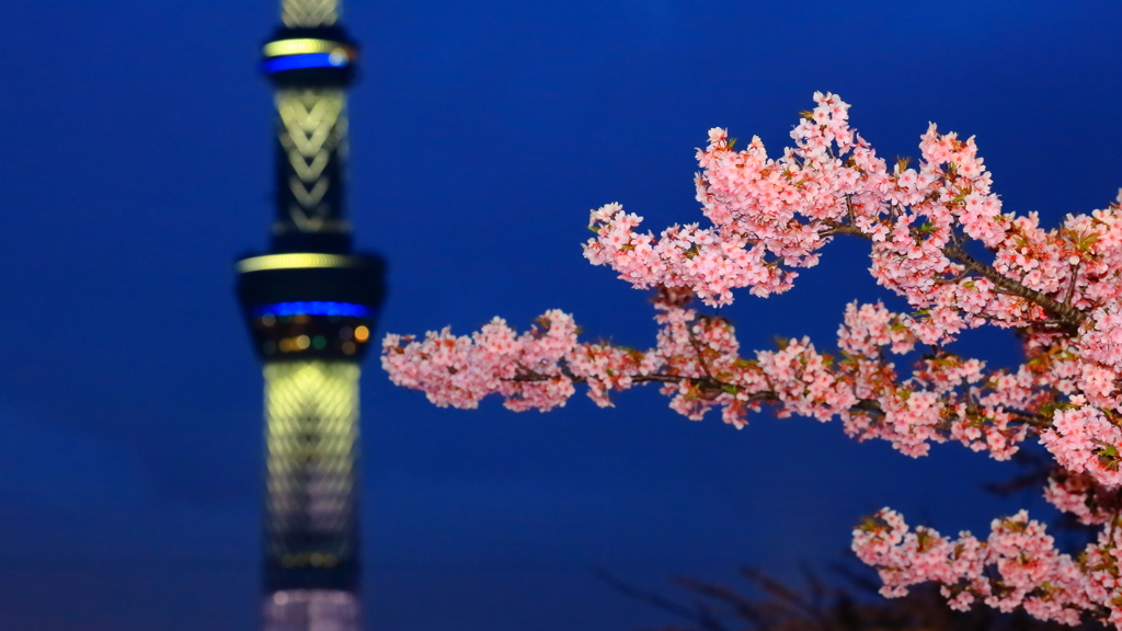 sakura3(夜景バージョン)