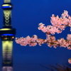 sakura3(夜景バージョン)