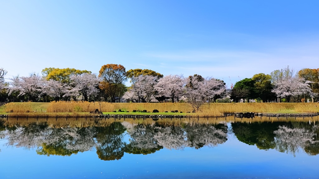 桜並木２