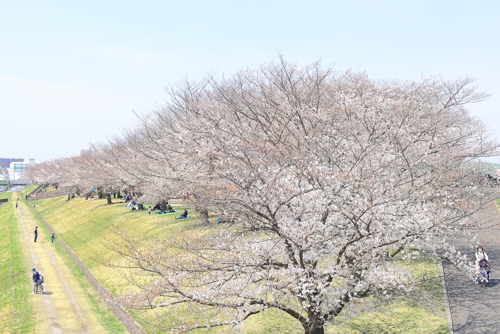 桜並木３（春ですね）
