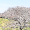 桜並木３（春ですね）