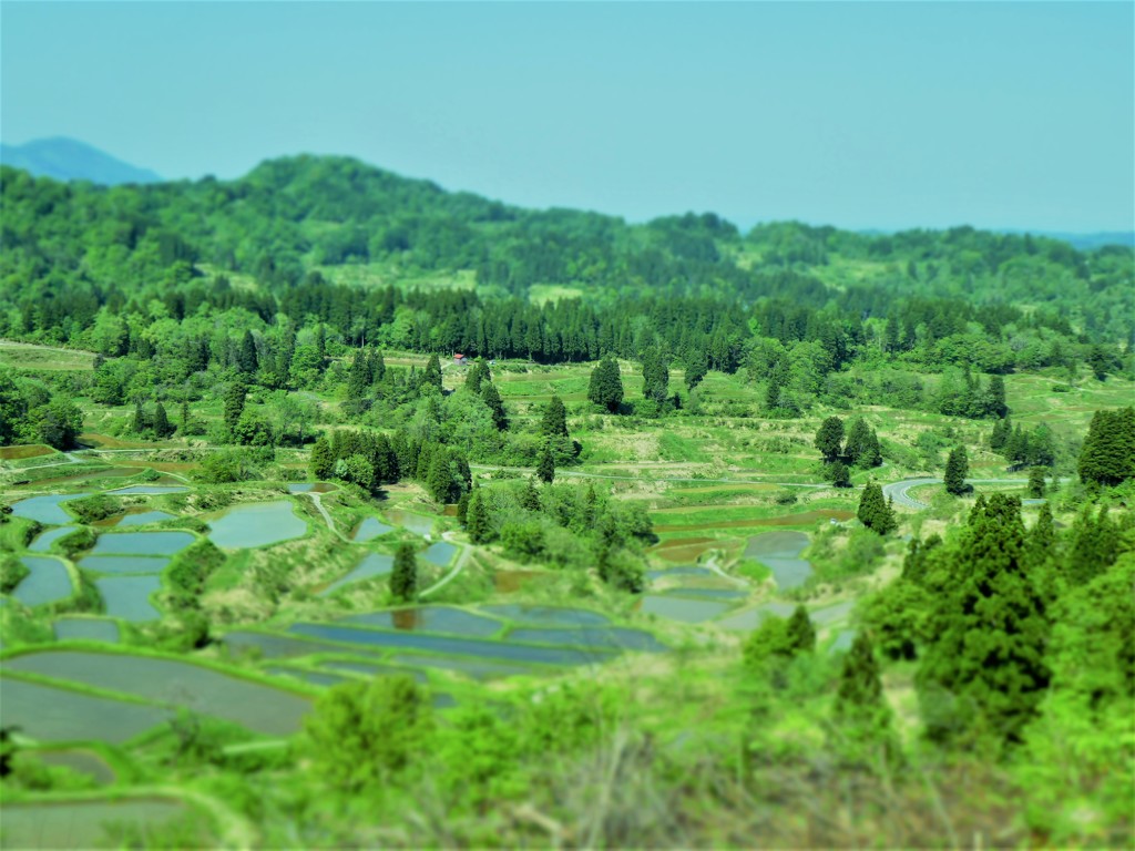 棚田