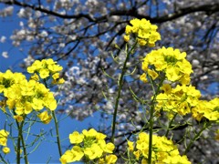 菜の花・桜2