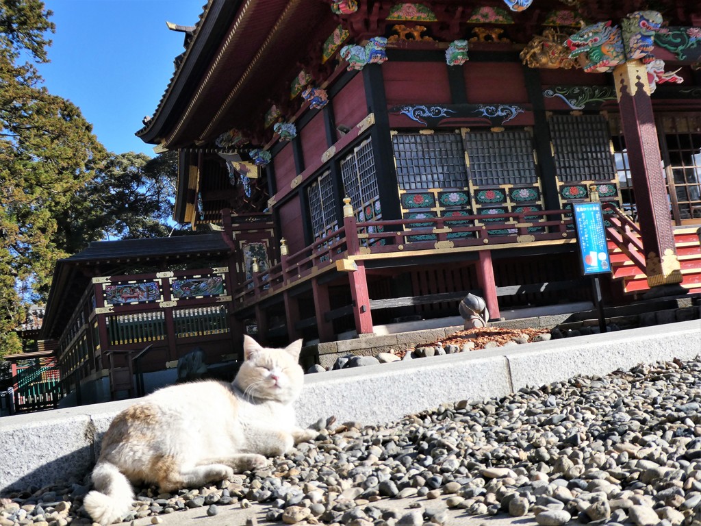 朝の日向ぼっこ
