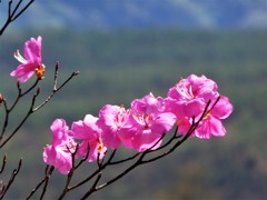 霧降高原　ヤシオツツジ