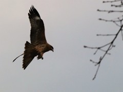 鳶②